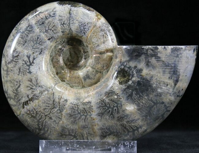 Polished Anapuzosia Ammonite Fossils #25201